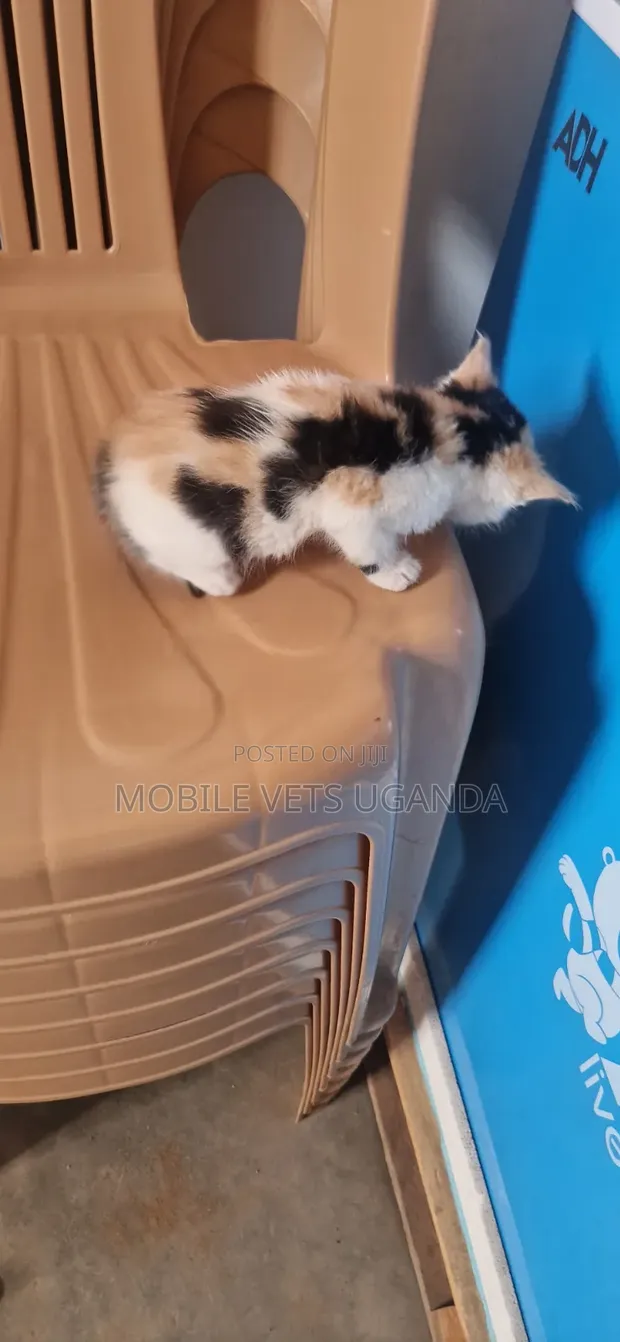 Male Exotic Kitten, 1-3 Months Old - 1