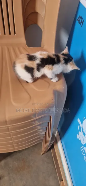 Male Exotic Kitten, 1-3 Months Old