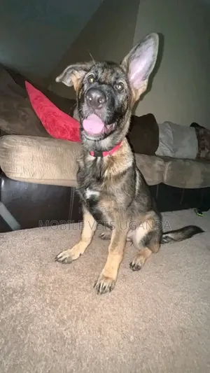 Female Purebred German Shepherd Puppy (1-3 Months)