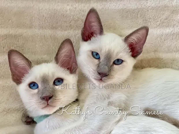 Female Purebred Siamese Kitten, 1-3 Months - 1