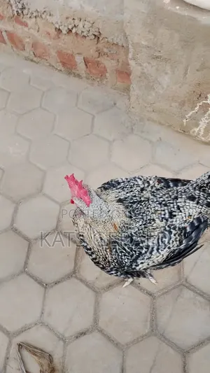 Mature Kroiler Chickens for Sale