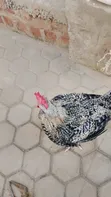 Mature Kroiler Chickens for Sale - 1