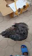 Mature Kroiler Chickens for Sale - 2