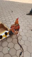 Mature Kroiler Chickens for Sale - 3