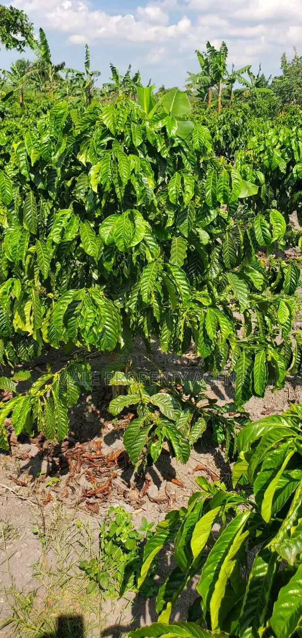 1.5 Acres Coffee Plantation for Sale, Masaka City - 1