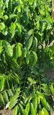 1.5 Acres Coffee Plantation for Sale, Masaka City - 2
