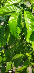1.5 Acres Coffee Plantation for Sale, Masaka City - 3