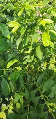 1.5 Acres Coffee Plantation for Sale, Masaka City - 4
