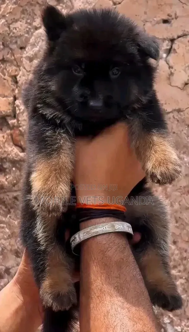 Female Purebred German Shepherd Puppy (0-1 Month) - 1