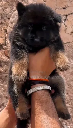 Female Purebred German Shepherd Puppy (0-1 Month)