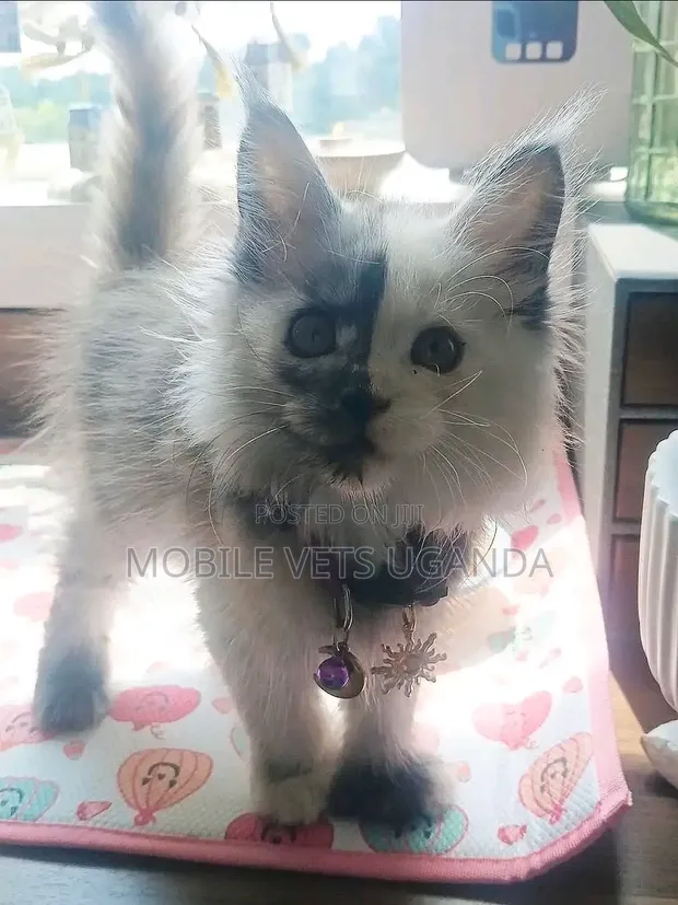 Female American Bobtail Kitten, 1-3 Months - 1