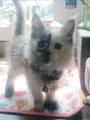 Female American Bobtail Kitten, 1-3 Months