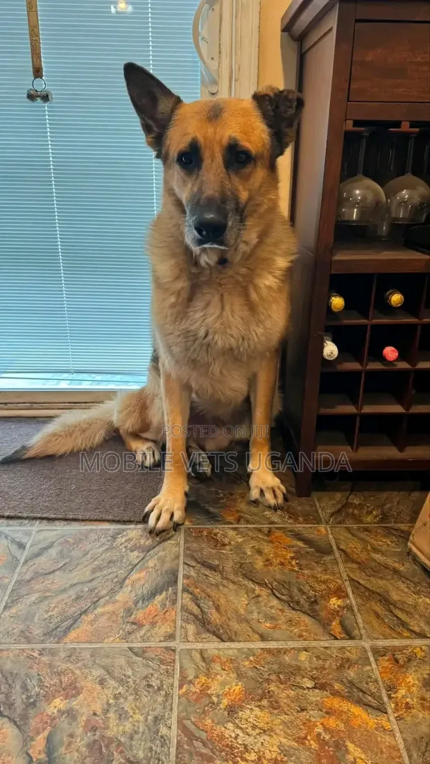 1-3 Month Male Purebred German Shepherd Puppy - 1