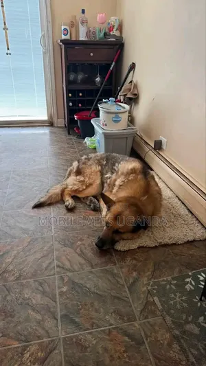 Male Purebred German Shepherd, 6-12 Months