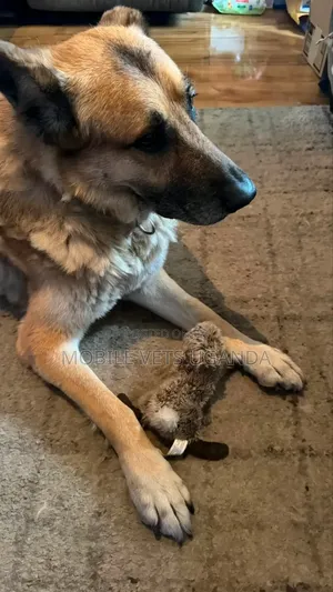 Female Purebred German Shepherd - 1+ Year Old