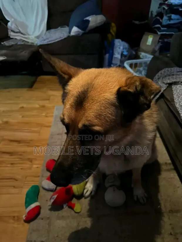 6-12 Month Male Purebred German Shepherd - 1
