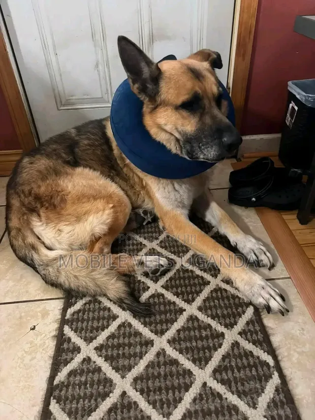 Purebred German Shepherd, 6-12 Months Male - 1