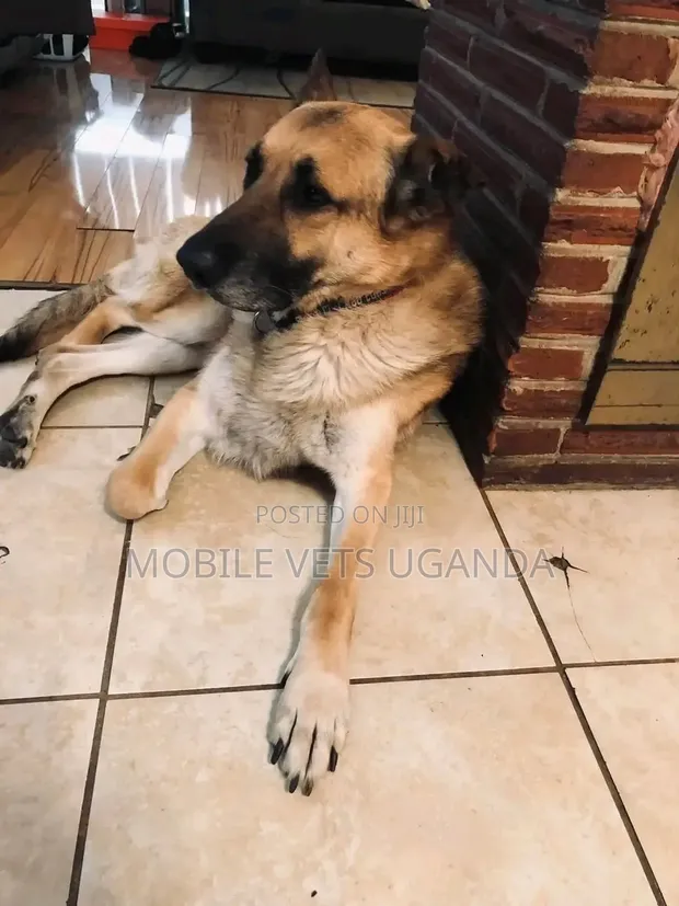 Female German Shepherd Puppy, 3-6 Months - 1
