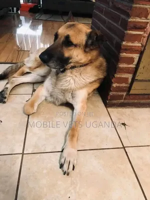 Female German Shepherd Puppy, 3-6 Months