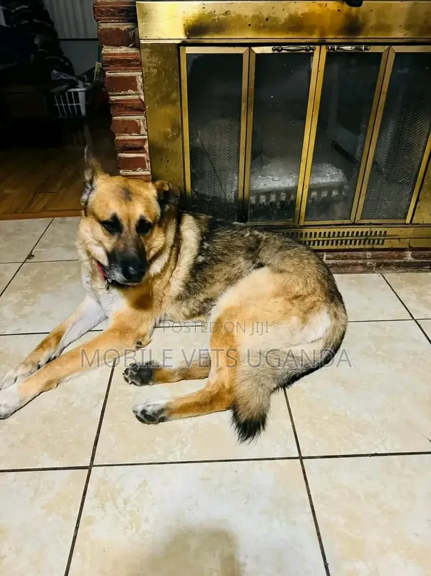 3-6 Month Male Purebred German Shepherd - 1