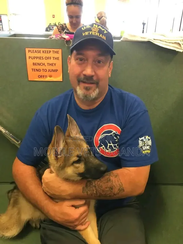 Female Purebred German Shepherd, 3-6 Months - 1