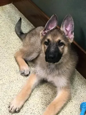 1-3 Month Female Purebred German Shepherd Puppy