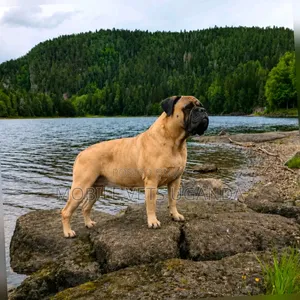 Female Bullmastiff, 6-12 Months