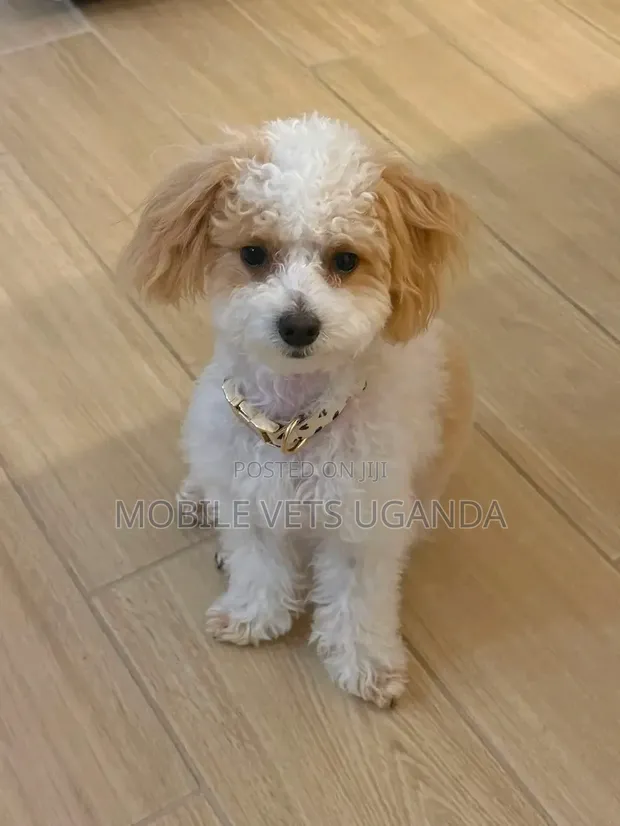 Purebred Maltese Puppy - 1-3 Months Old - 1