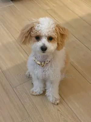 Purebred Maltese Puppy - 1-3 Months Old
