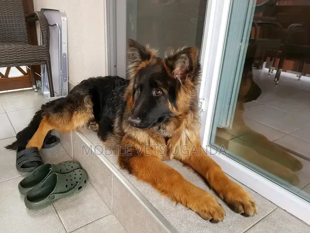 3-6 Month Male Purebred German Shepherd - 1