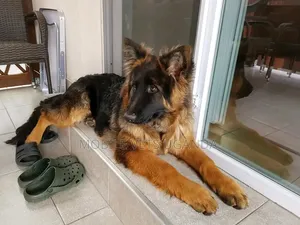 3-6 Month Male Purebred German Shepherd