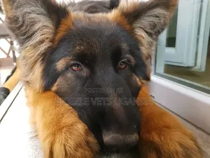 Female Purebred German Shepherd Puppy (1-3 Months)
