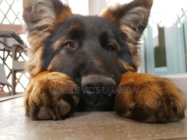 3-6 Month Female Purebred German Shepherd - 1