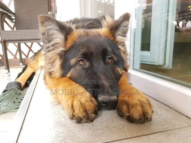 Purebred German Shepherd, 6-12 Months Male - 1