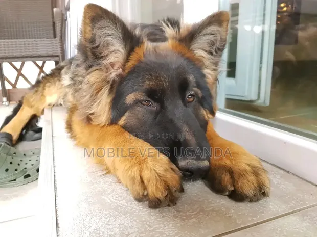 Female Purebred German Shepherd Puppy (1-3 Months) - 1