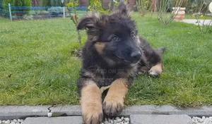 3-6 Month Male Purebred German Shepherd