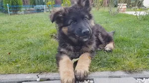 1-3 Month Male Purebred German Shepherd Puppy