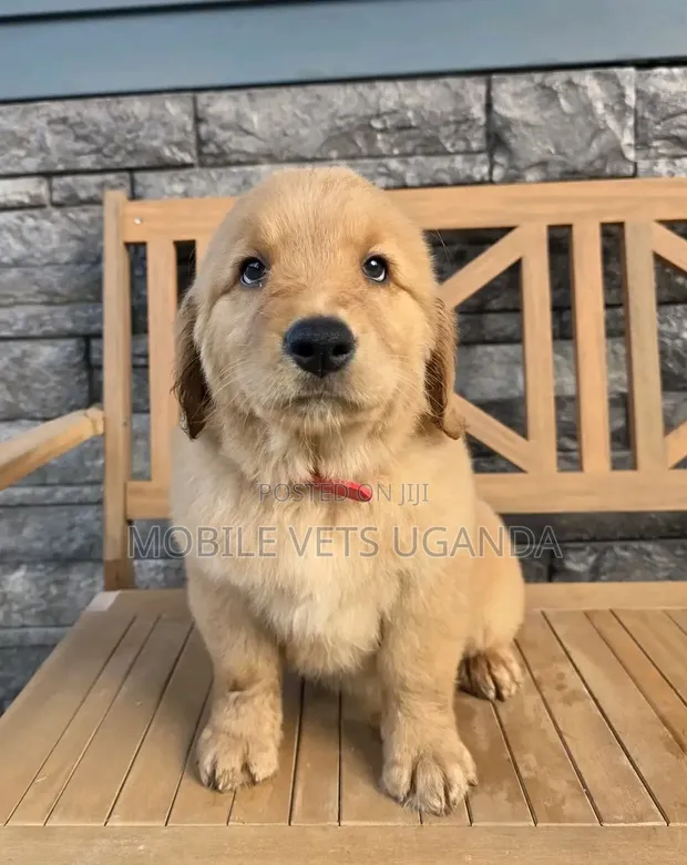 1-3 Month Male Purebred Golden Retriever Puppy - 1