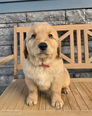 1-3 Month Male Purebred Golden Retriever Puppy