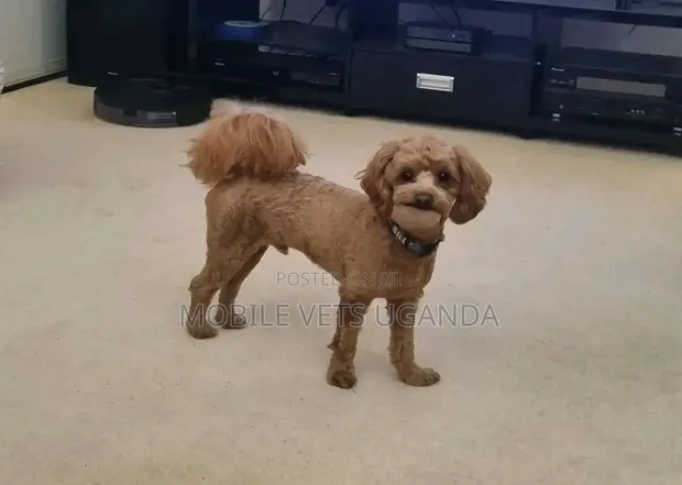 Purebred Maltese Puppy - 3-6 Months - 1