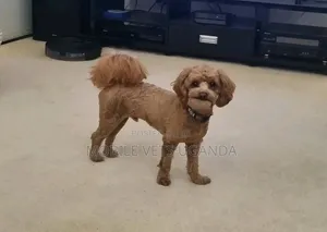 Purebred Maltese Puppy - 3-6 Months