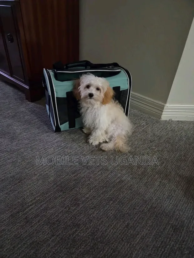 Purebred Male Maltese Puppy (1-3 Months) - 1