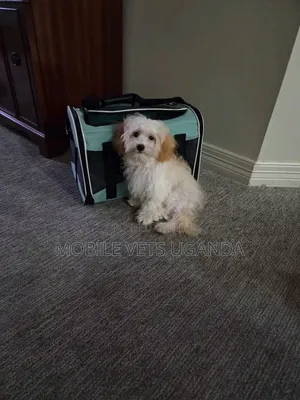 Purebred Male Maltese Puppy (1-3 Months)