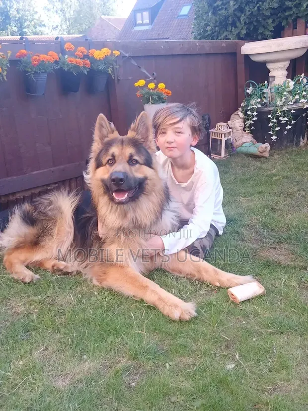 1-3 Month Old Male Purebred German Shepherd Puppy - 1