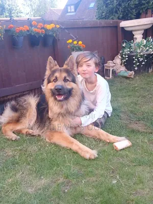 1-3 Month Old Male Purebred German Shepherd Puppy