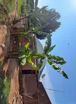 4 Bedroom House for Sale in Busula, Wobulenzi TC - 4