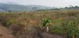50x100ft Titled Plot for Sale in Bulamu - 2