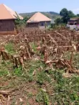 Residential Land for Sale in Musima Cell, Jinja - 2