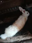 Rabbits for Sale - 1