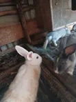 Rabbits for Sale - 2